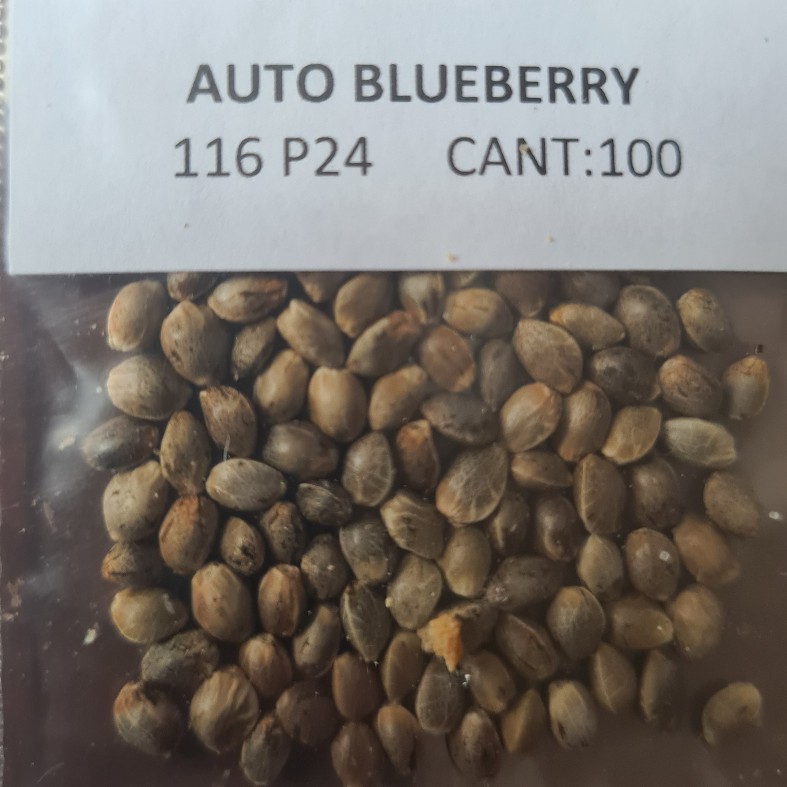 Automatic BLUEBERRY 