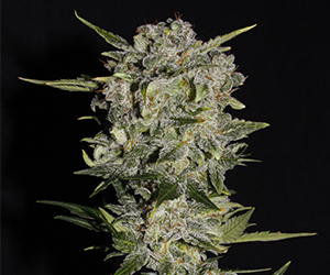 Automatic SUPER ORANGE BUD 